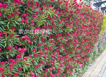 植物墻如何養護?