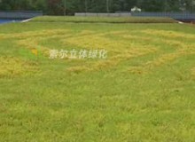 屋頂綠化有什么好處?