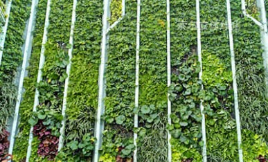 屋頂垂直綠化項(xiàng)目