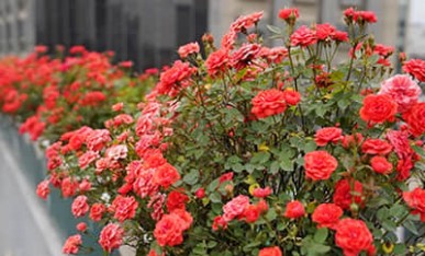 杭州高架橋景觀提升