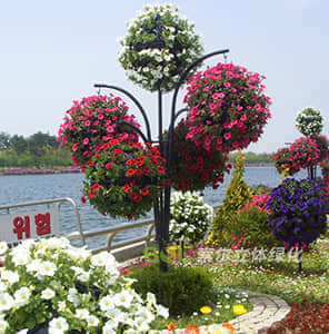 卡盆式景觀花樹