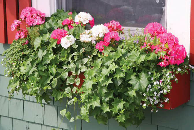 道路街道景觀提升步行街門店窗臺美化