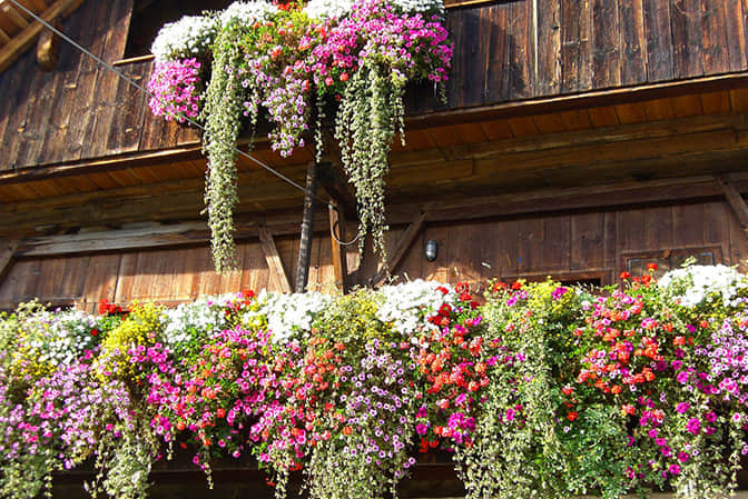 旅游小鎮景觀提升民宿客棧窗臺美化